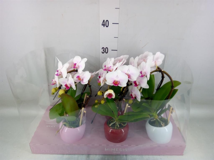 <h4>Phalaenopsis   ...white</h4>