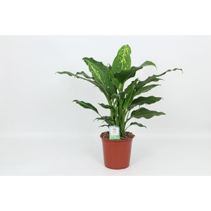 Dieffenbachia Galaxy