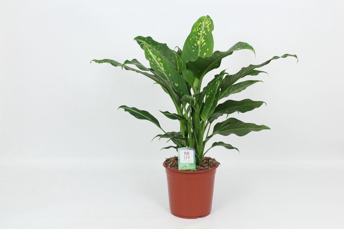 <h4>Dieffenbachia Galaxy</h4>