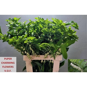 POLYGONATUM MULTIFLO
