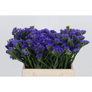 Limonium Crystal Dark Blue