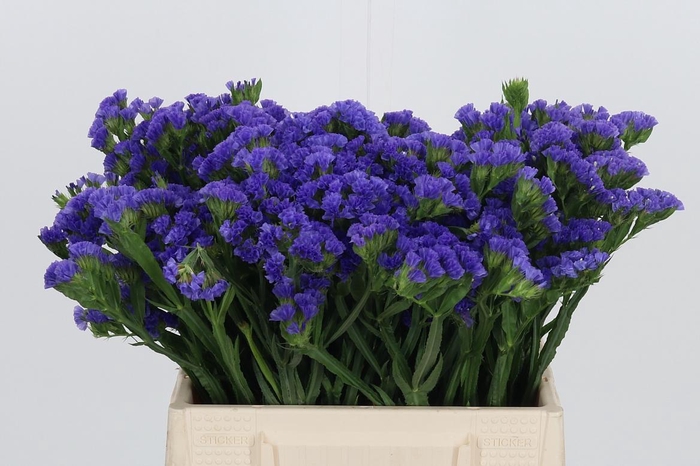 <h4>Limonium Crystal Dark Blue</h4>