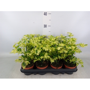 Schefflera arbor. 'Janine'