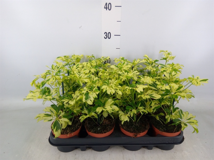 <h4>Schefflera arbor. 'Janine'</h4>