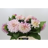 Dahlia Café au Lait