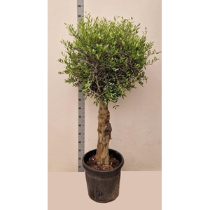 .Olea europaea