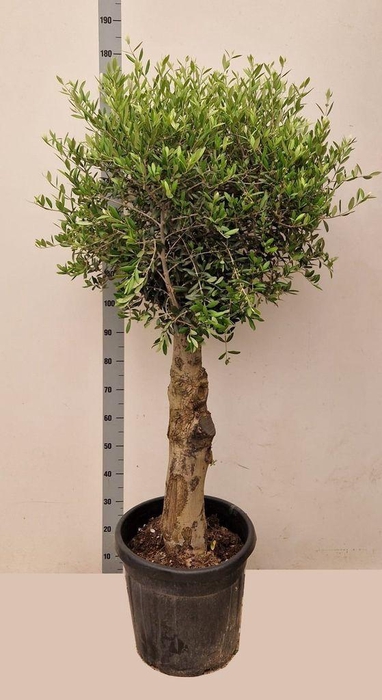 <h4>.Olea europaea</h4>