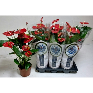 Anthurium Jambo Red