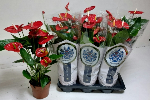 Anthurium Jambo Red