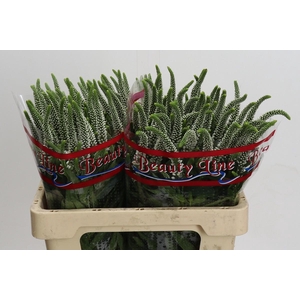 Veronica Skyler White