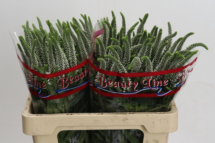 <h4>Veronica Skyler White</h4>