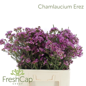 Chamelaucium Erez