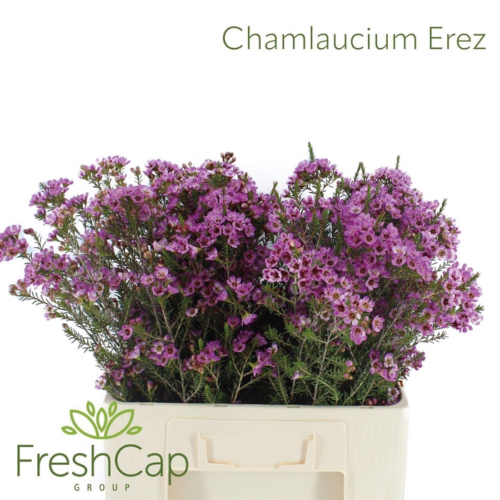 <h4>Chamelaucium Erez</h4>