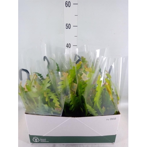 Epiphyllum anguliger