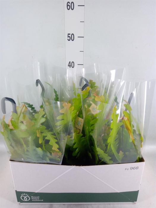 <h4>Epiphyllum anguliger</h4>