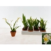 Oncidium Ov