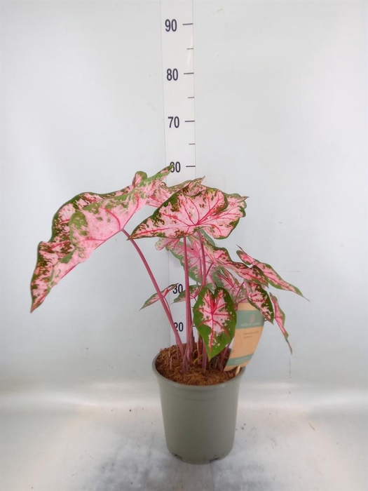 <h4>Caladium ...</h4>