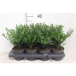 Ilex crenata Luxus P13 H30 potgekweekt