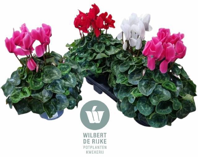 <h4>CYCL GR SUP MAMMOTH</h4>