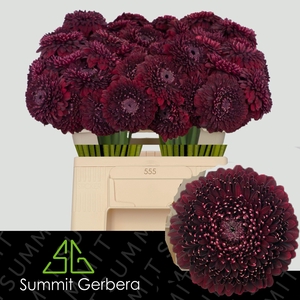 Ge Mb Pom Blackpearl