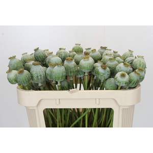 Papaver Zaaddoos