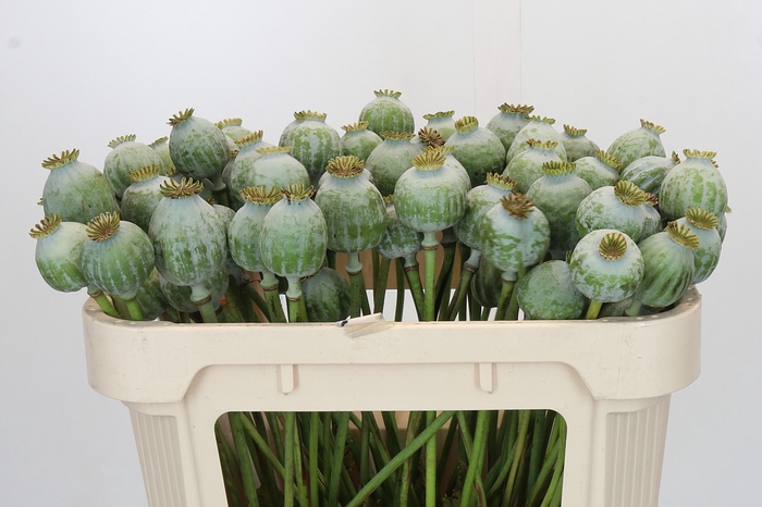 <h4>Papaver Zaaddoos</h4>