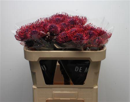 <h4>Leuco Klbh Donker Lila</h4>