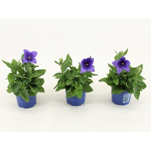 Platycodon grandiflorus Astra Blue