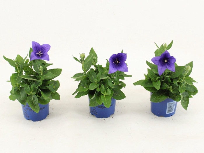 <h4>Platycodon grandiflorus Astra Blue</h4>
