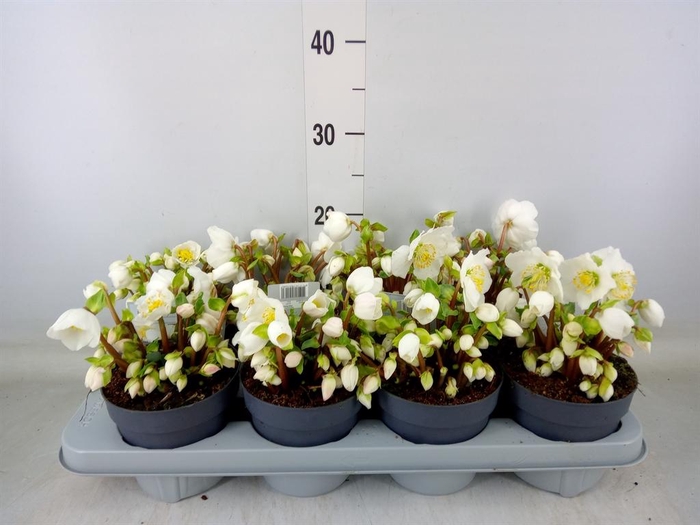 <h4>Helleborus niger</h4>