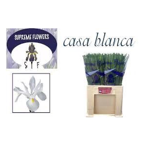 IRIS CASABLANCA