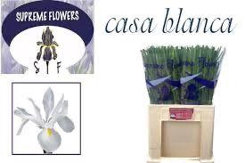 <h4>IRIS CASABLANCA</h4>