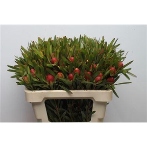 Leucad Cherry Pearl Single