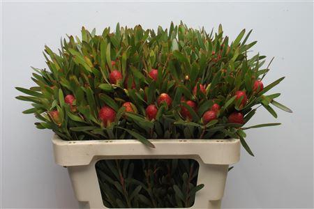 <h4>Leucad Cherry Pearl Single</h4>