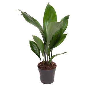 Aspidistra Elatior