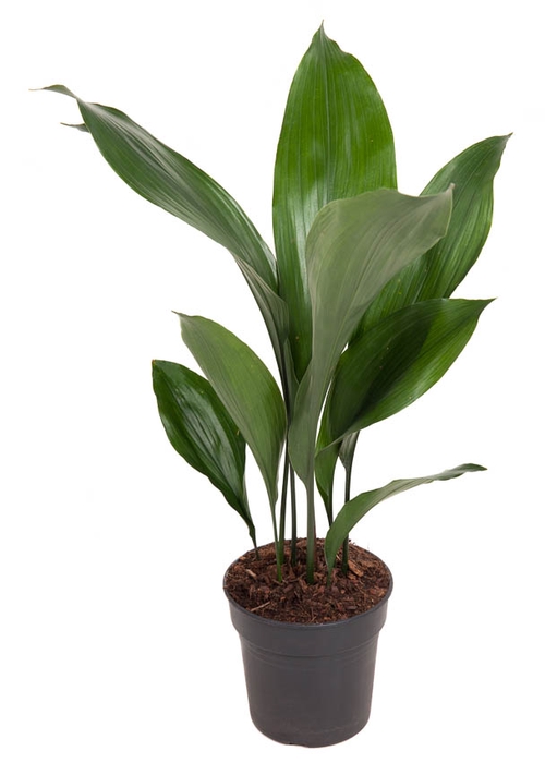 <h4>Aspidistra Elatior</h4>