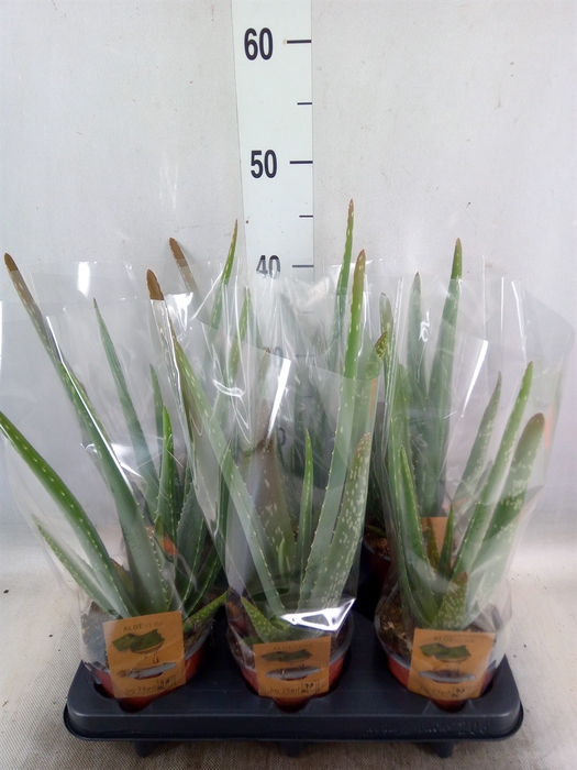 <h4>Aloe vera</h4>