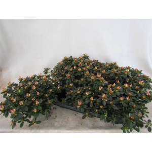 Azalia Sachenstern 14Ø 25cm 35Ø