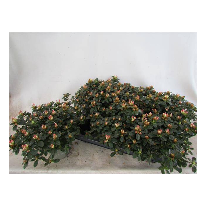<h4>Azalia Sachenstern 14Ø 25cm 35Ø</h4>
