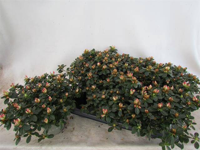 Azalia Sachenstern 14Ø 25cm 35Ø