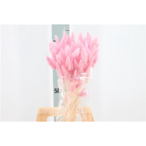 Dried Lagurus Bleached Baby Pink