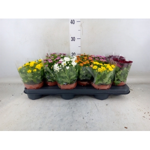 Chrysanthemum  'Swifty'  ...mix