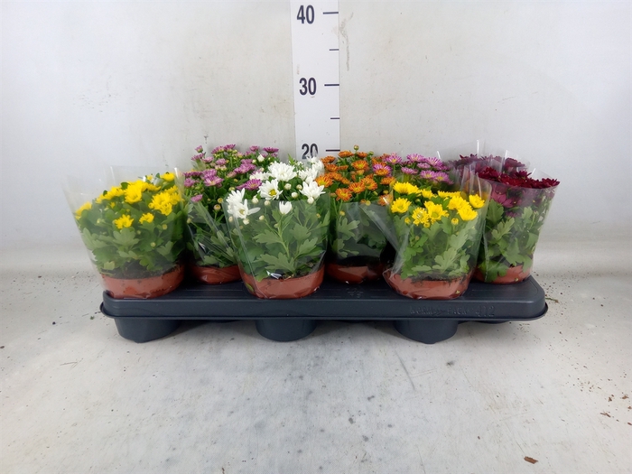 <h4>Chrysanthemum  'Swifty'  ...mix</h4>