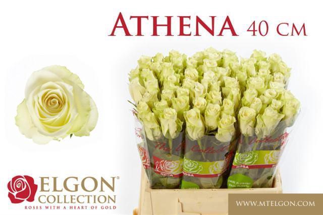 R GR ATHENA