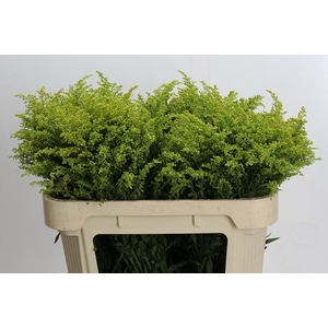 Solidago Tara Gold