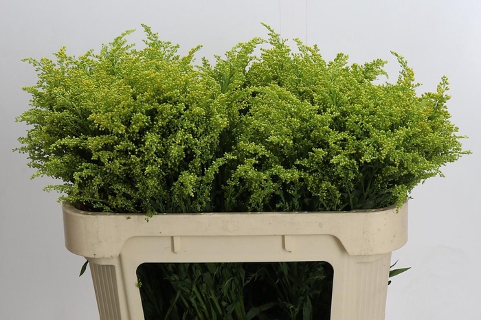 <h4>Solidago Tara Gold</h4>