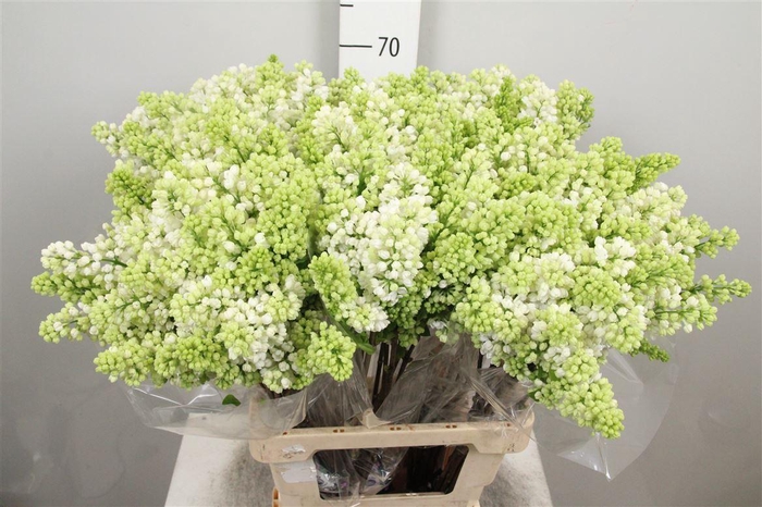 <h4>Syr V Mme Fl Stepman 2+</h4>