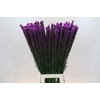 Liatris Callilepis