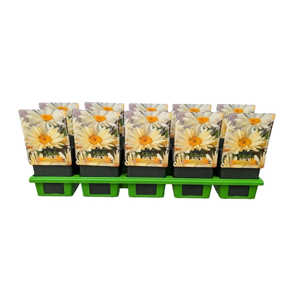 <h4>Leucanthemum maximum 'Banana Cream' P11</h4>