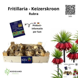 Fritillaria Bol Rubra Rood